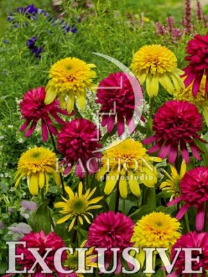 botanic stock photo Echinacea