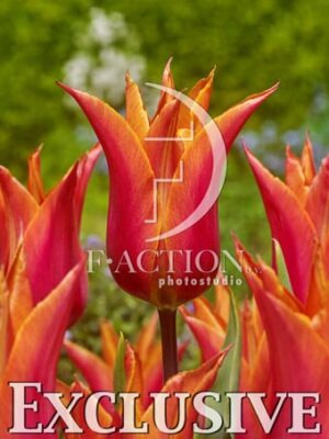botanic stock photo Tulipa