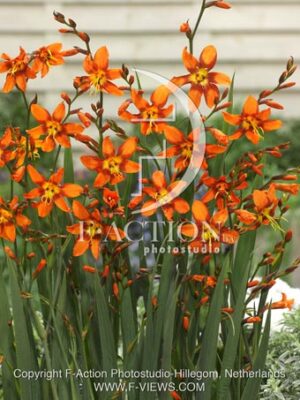 botanic stock photo Crocosmia