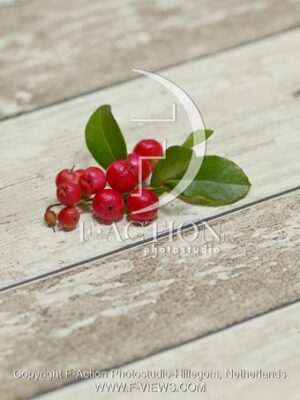 botanic stock photo Gaultheria
