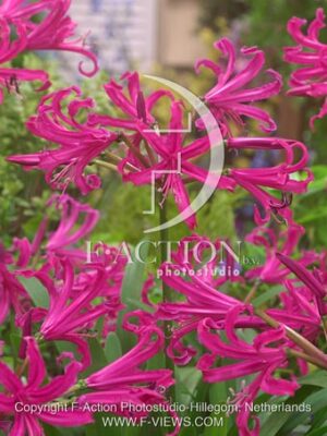 botanic stock photo Nerine