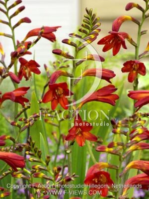 botanic stock photo Crocosmia