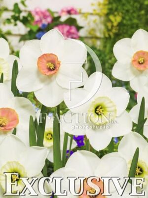 botanic stock photo Narcissus