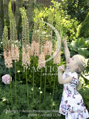 botanic stock photo Eremurus