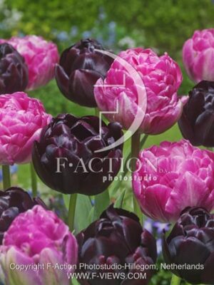 botanic stock photo Tulipa