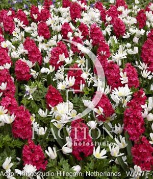 botanic stock photo Spring flowers