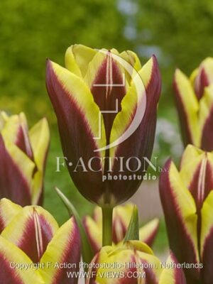 botanic stock photo Tulipa