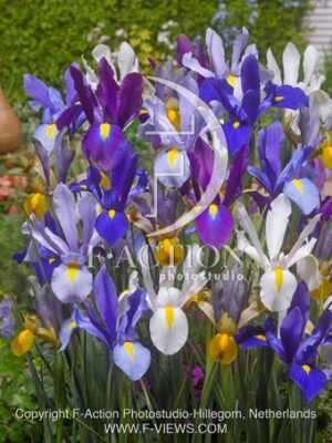 botanic stock photo Iris