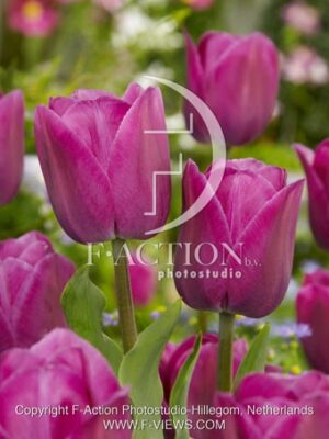 botanic stock photo Tulipa