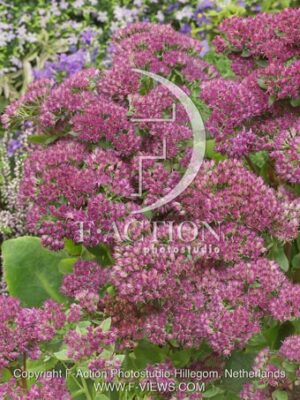 botanic stock photo Sedum