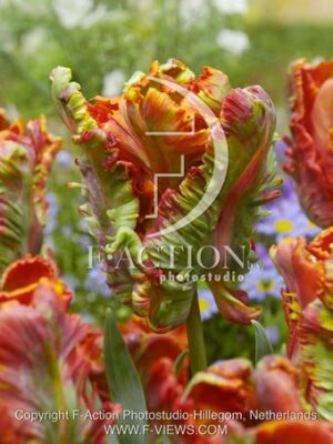 botanic stock photo Tulipa