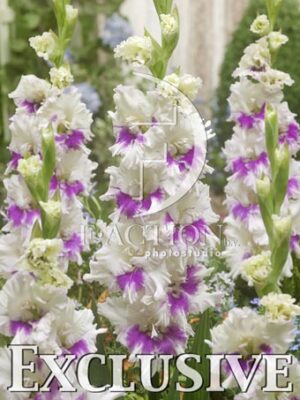 botanic stock photo Gladiolus