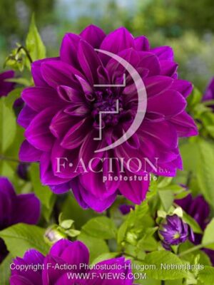 botanic stock photo Dahlia