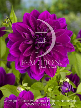 botanic stock photo Dahlia