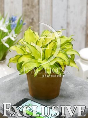 botanic stock photo Hosta