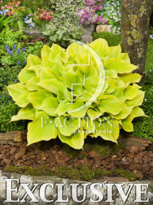 botanic stock photo Hosta
