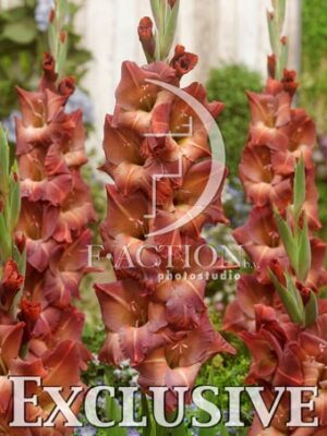 botanic stock photo Gladiolus