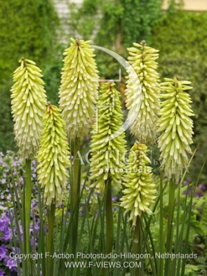 botanic stock photo Kniphofia