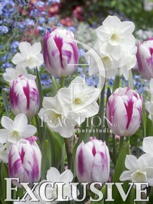 botanic stock photo Tulipa