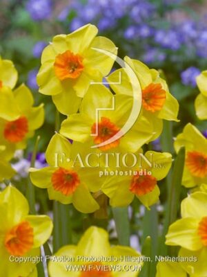 botanic stock photo Narcissus