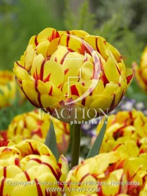 botanic stock photo Tulipa