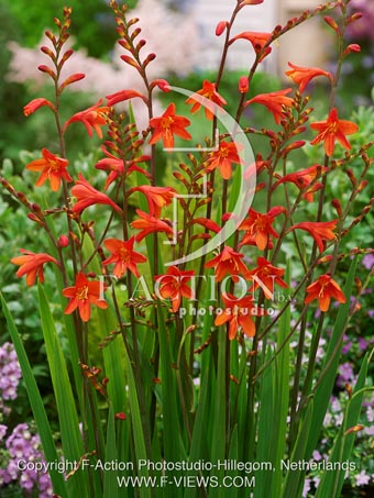 botanic stock photo Crocosmia