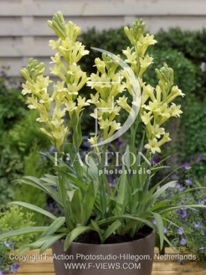 botanic stock photo Polianthes