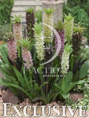 botanic stock photo Eucomis