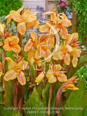 botanic stock photo Canna