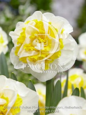 botanic stock photo Narcissus