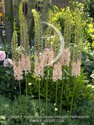 botanic stock photo Eremurus