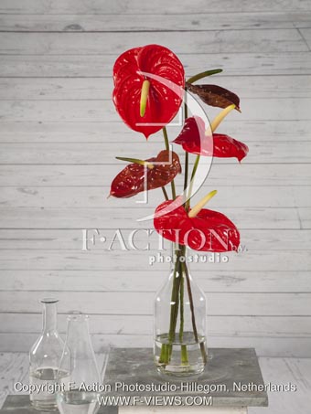 botanic stock photo Anthurium