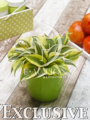 botanic stock photo Hosta