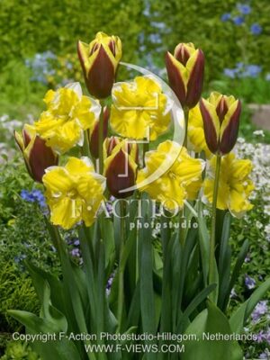 botanic stock photo Tulipa