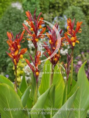 botanic stock photo Canna
