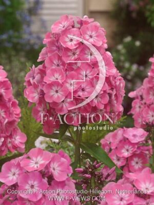 botanic stock photo Phlox