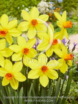 botanic stock photo Narcissus