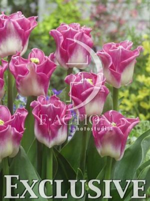 botanic stock photo Tulipa