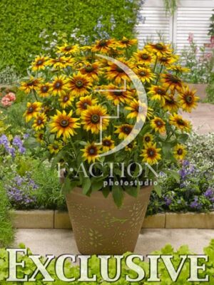 botanic stock photo Rudbeckia