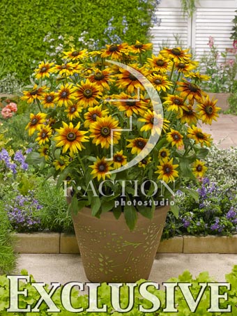 botanic stock photo Rudbeckia