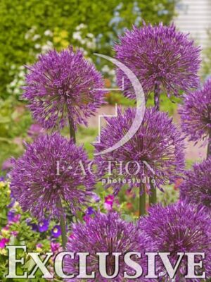 botanic stock photo Allium