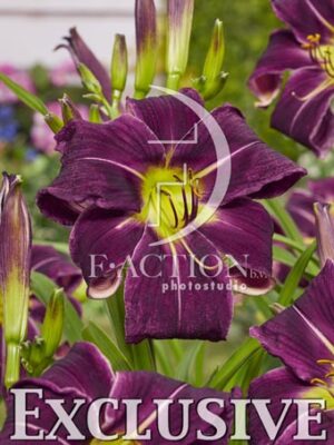 botanic stock photo Hemerocallis