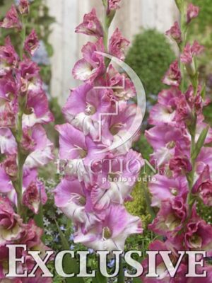 botanic stock photo Gladiolus