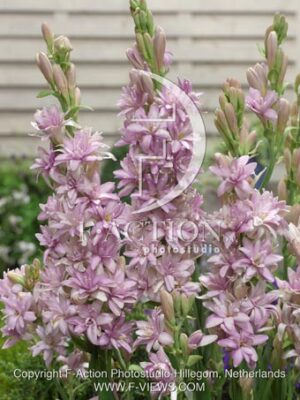 botanic stock photo Polianthes