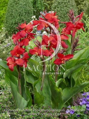 botanic stock photo Canna