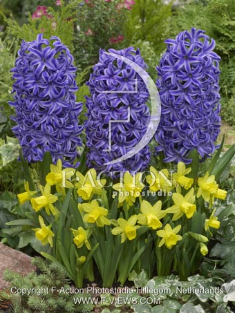 botanic stock photo Hyacinthus