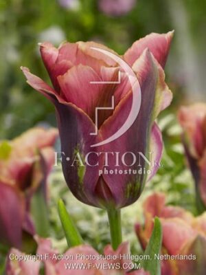 botanic stock photo Tulipa