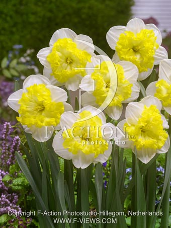 botanic stock photo Narcissus