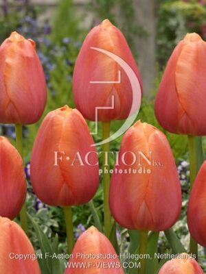 botanic stock photo Tulipa