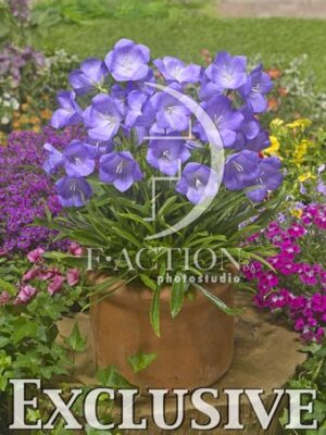 botanic stock photo Campanula
